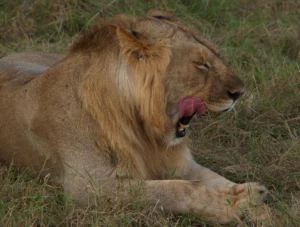 3 Days Tanzania Luxury Safari