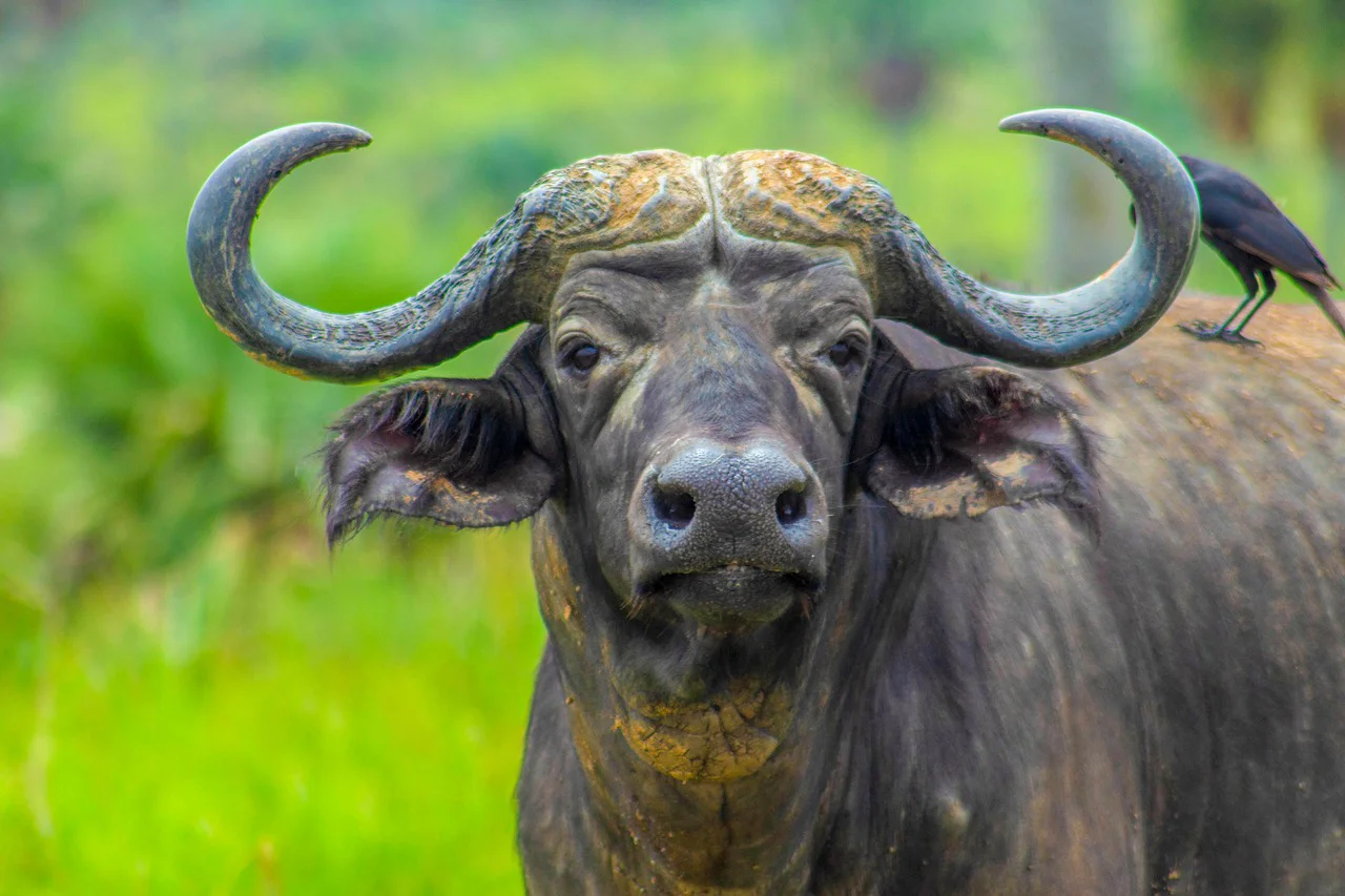 5 Days Tanzania Luxury Safari