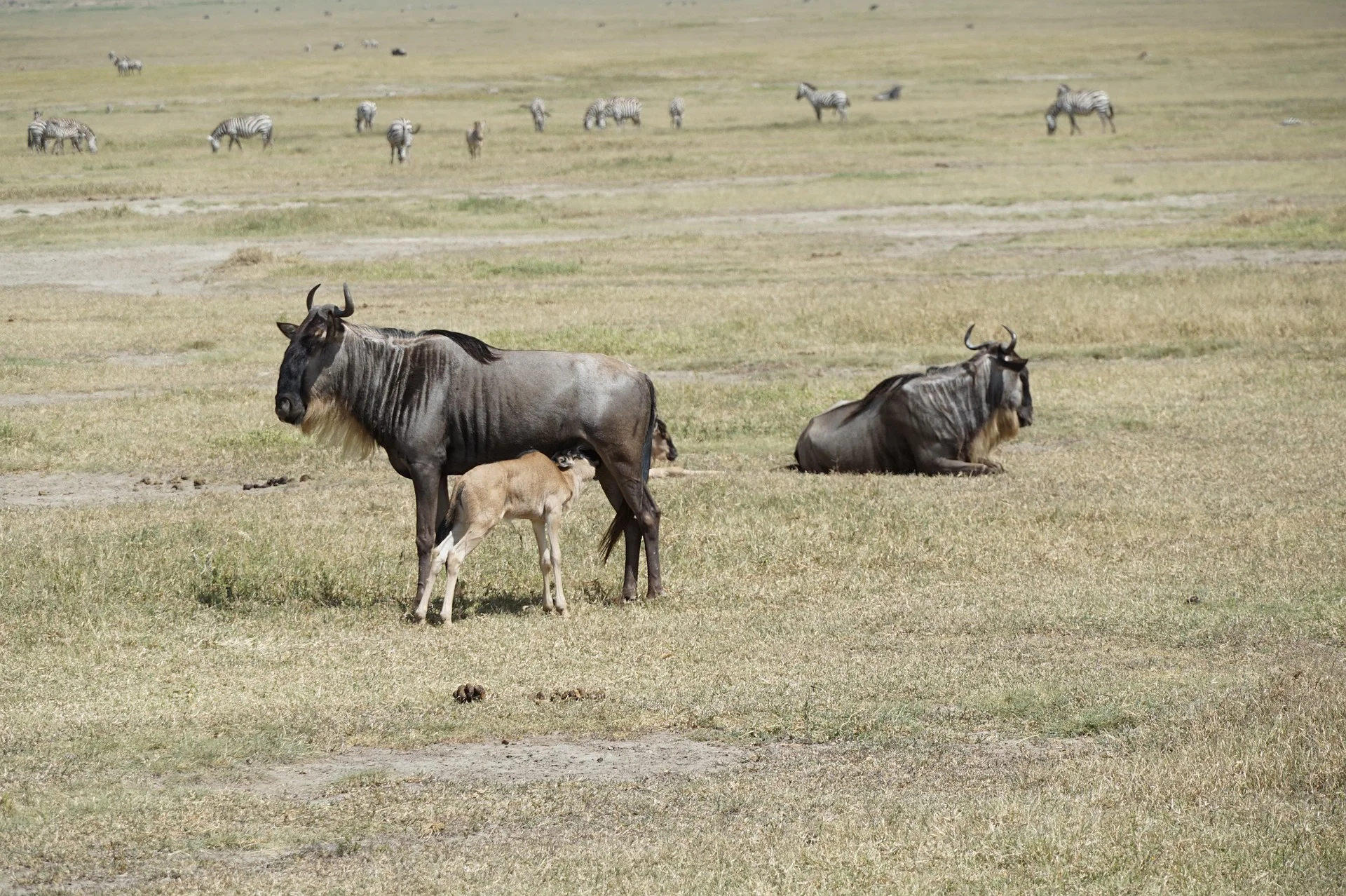 8 Day Ndutu Tanzania Luxury Safari Caving Season