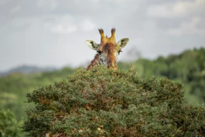 Walking Safari Arusha National Park