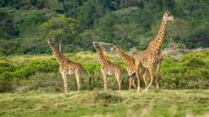 Ngorongoro Crater Rim Walk