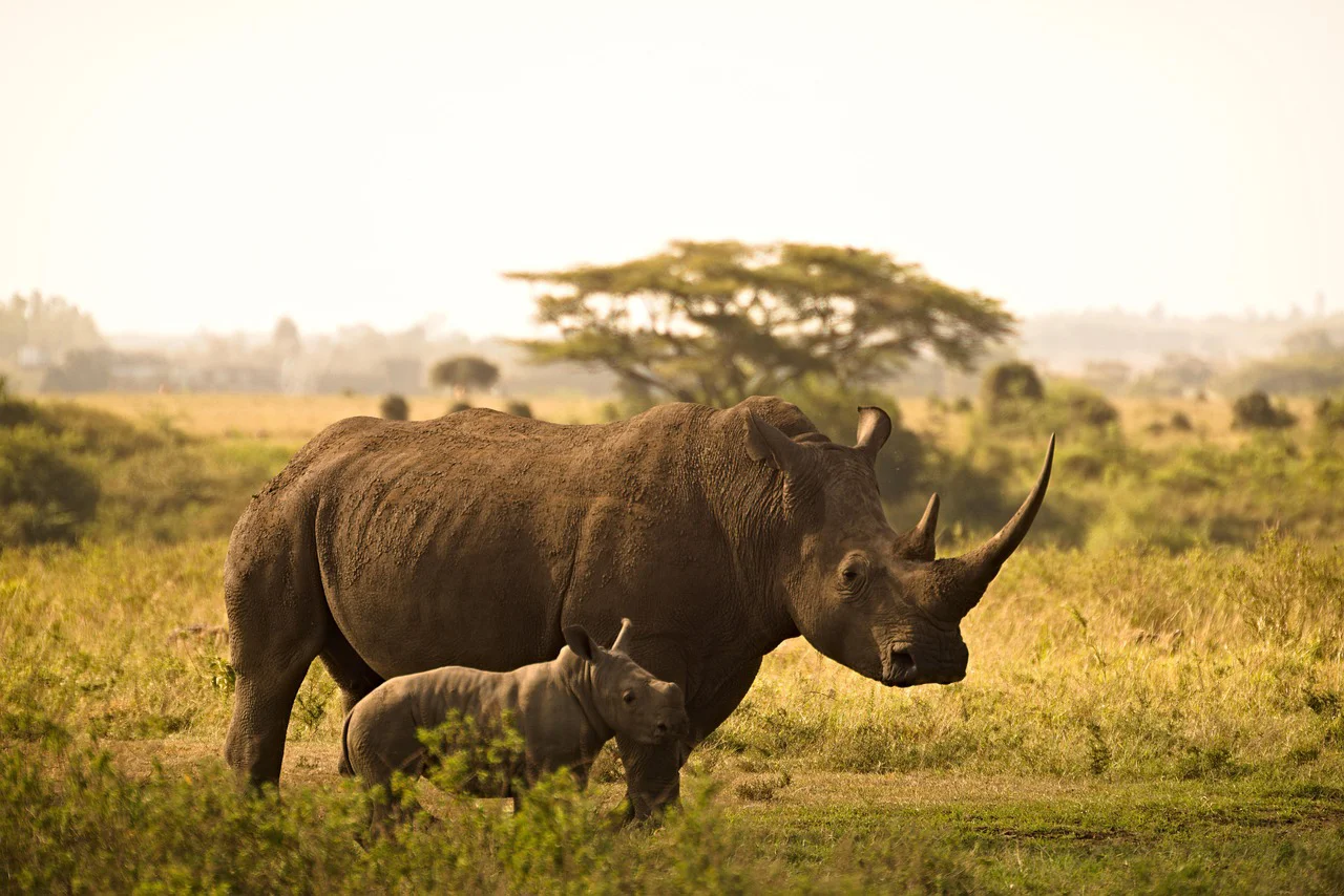 Ngorongoro Crater