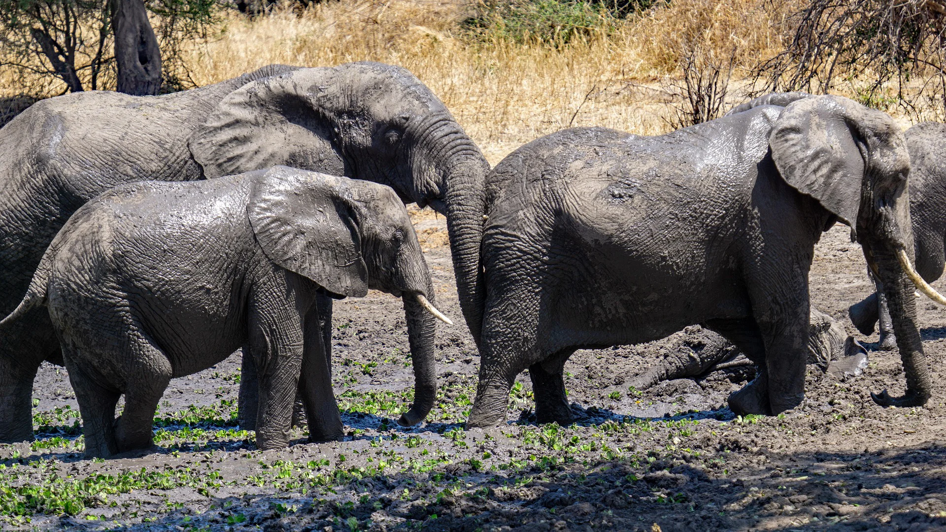 Tarangire National Park