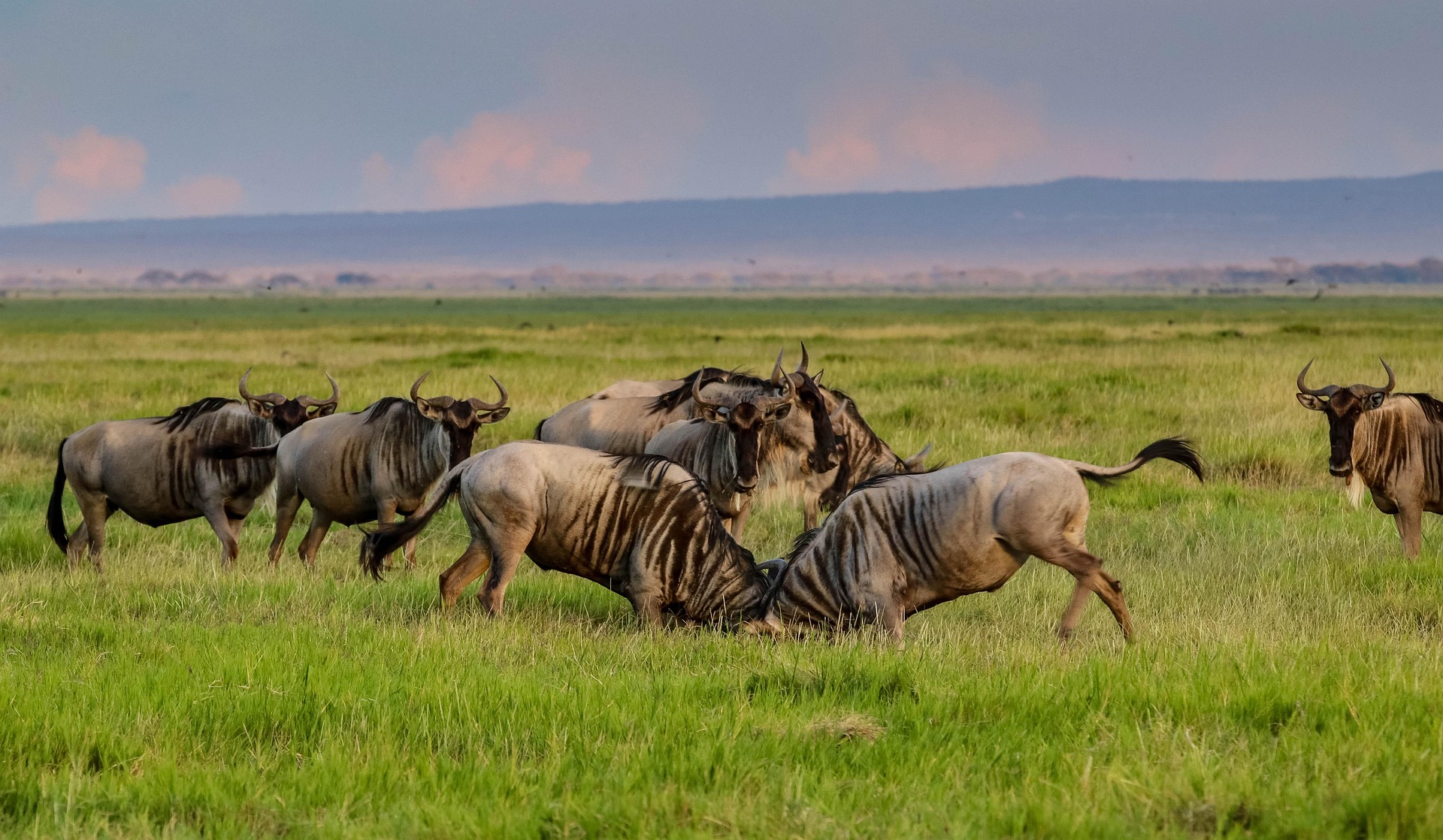 6 Days / 5 Nights Luxury Safari