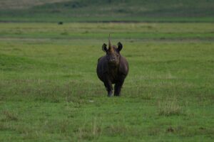 9 Days / 8 Nights Luxury Safari
